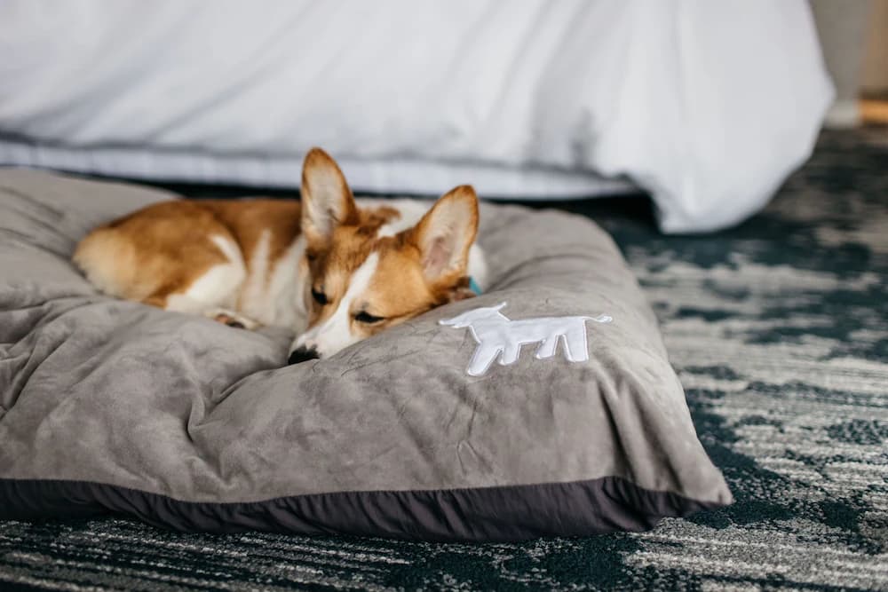 Pet-friendly
