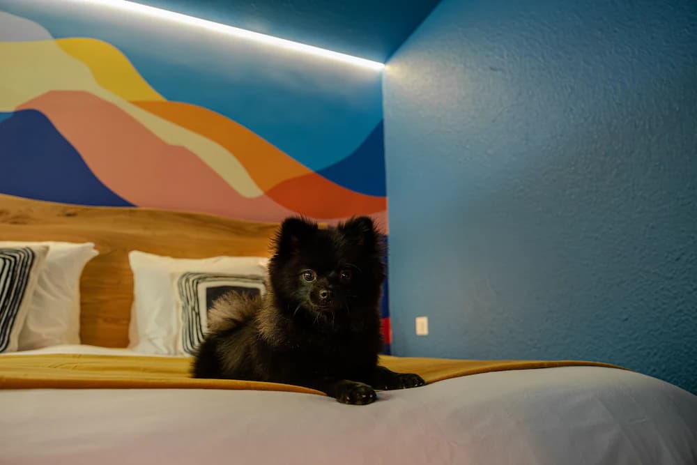 Pet-friendly