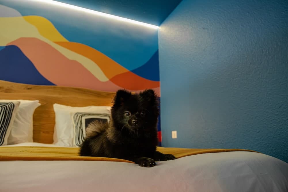 Pet-friendly