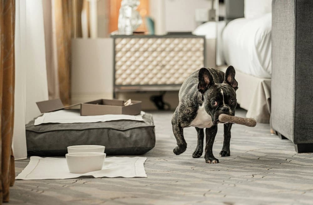 Pet-friendly amenities