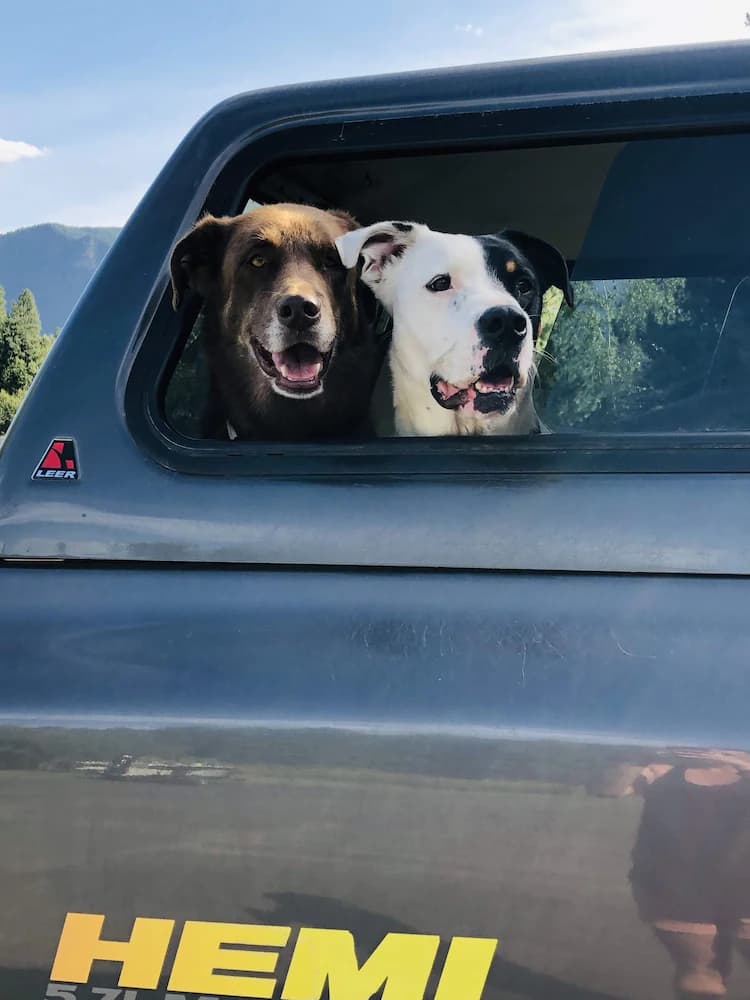 Pet-friendly