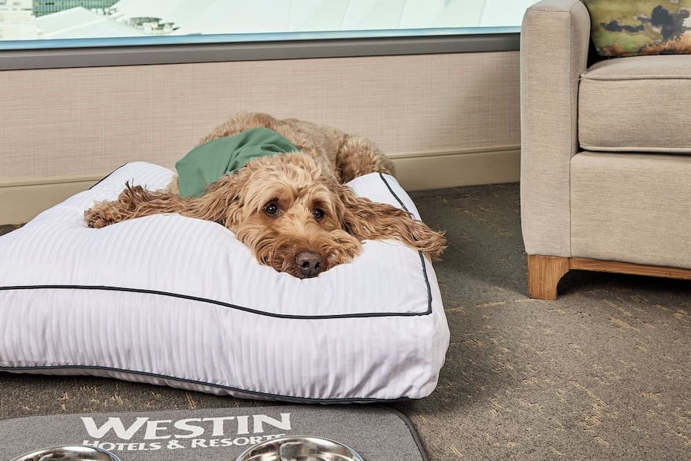 Pet-friendly