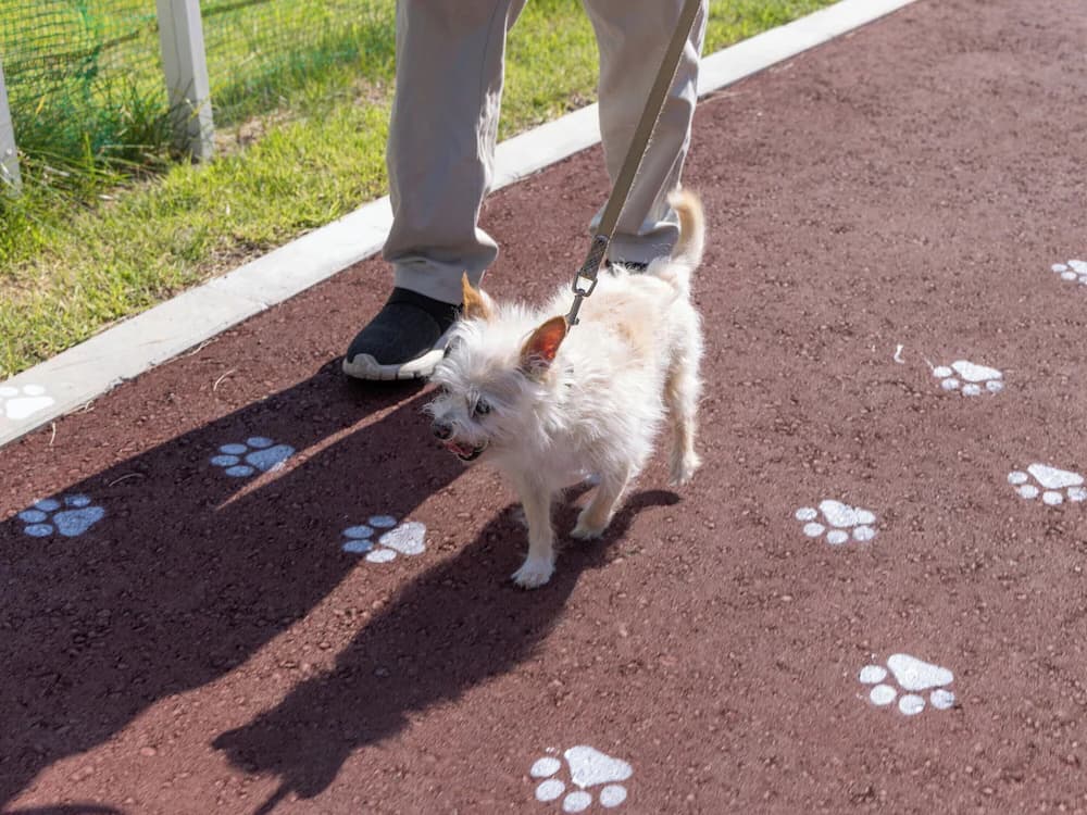 Pet-friendly amenities