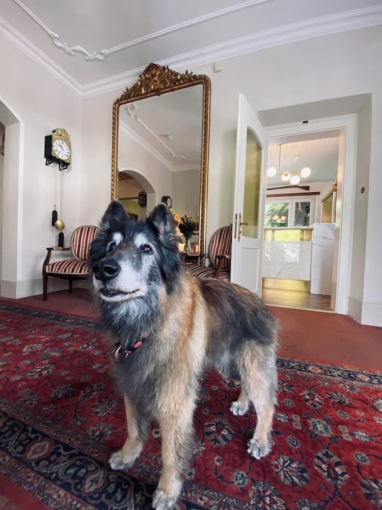 Pet-friendly