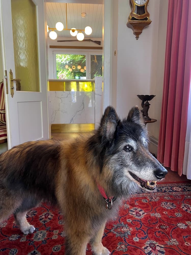 Pet-friendly