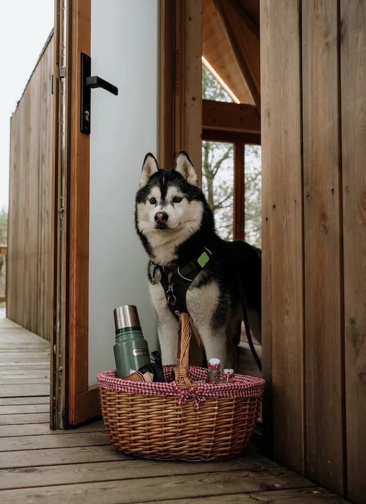 Pet-friendly