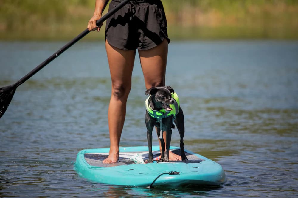 Pet-friendly amenities