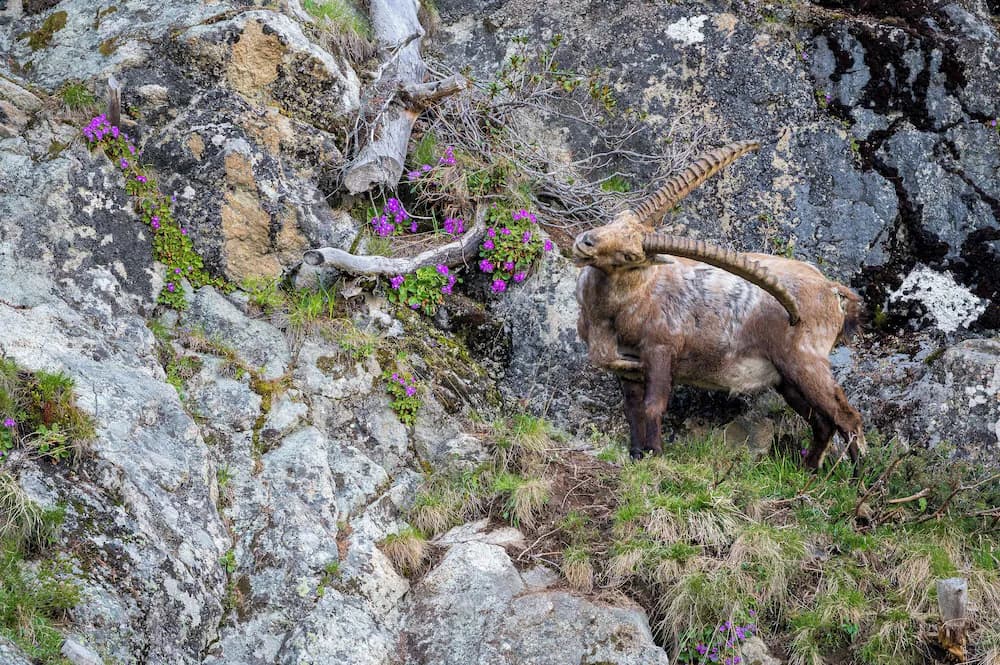 Game viewing