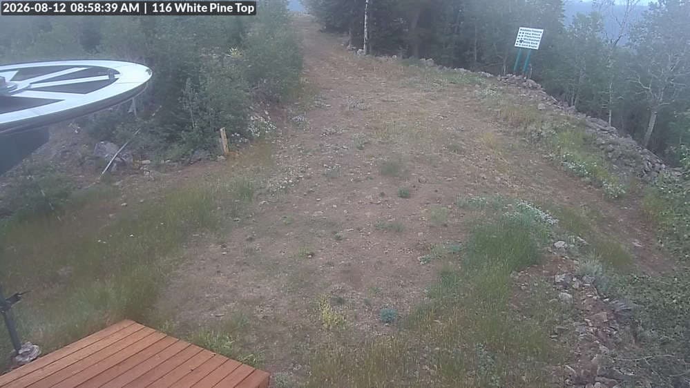 White Pine