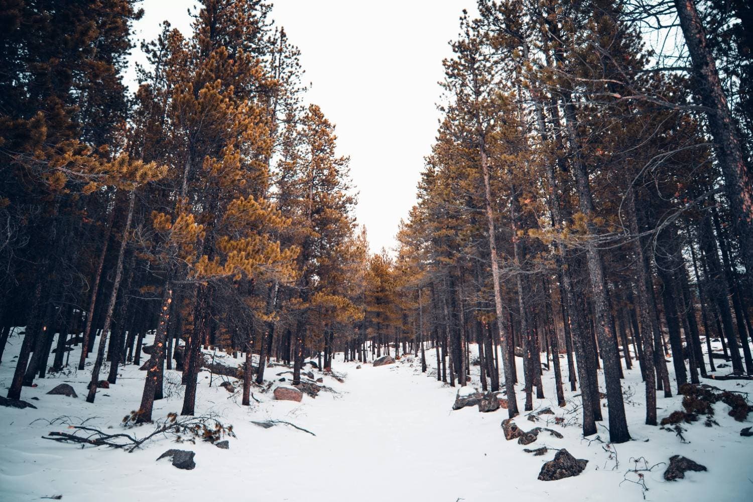 6 Best Ski Resorts Near Denver, 2026/27